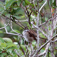 Bruant à gorge blanche - White-throated Sparrow - Zonotrichia albicolis, Percé, Qc