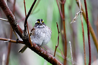 Bruant à gorge blanche - White-throated Sparrow - Zonotrichia albicolis