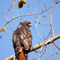Buse à queue rousse - Red-tailed Hawk - Buteo jamaicensis, Parc de la frayère, Boucherville, Qc