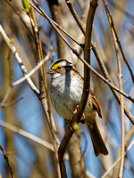 Bruant à gorge blanche - White-throated Sparrow - Zonotrichia albicolis, Cimetière Mont-Royal, Montréal, Qc