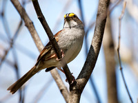 Bruant à gorge blanche - White-throated Sparrow - Zonotrichia albicolis, Cimetière Mont-Royal, Montréal, Qc