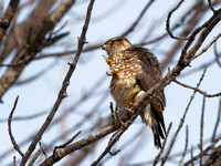 Faucon émerillon - Merlin - Falco columbarius, Parc écologique des sources, Montréal, Qc
