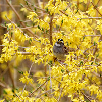 Bruant à gorge blanche - White-throated Sparrow - Zonotrichia albicolis, Cimetière Mt-Royal, Montréal, Qc