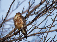 Faucon émerillon - Merlin - Falco columbarius, Parc écologique des sources, Montréal, Qc