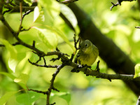 Moucherolle à ventre jaune - Yellow-bellied Flycatcher - Empidonax flaviventris