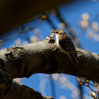 Grimpereau brun - Brown Creeper - Certhia americana, Cimetière Mont-Royal, Montréal, Qc