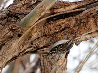 Grimpereau brun - Brown Creeper - Certhia americana, Parc des rapides, Lasalle, Qc