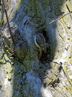 Grimpereau brun - Brown Creeper - Certhia americana, Cimetière Mont-Royal, Montréal, Qc