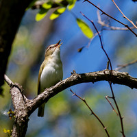 Viréo aux yeux rouges - Red-eyed Vireo - Vireo olivaceus