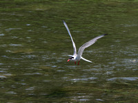 Sterne pierregarin - Common Tern - Sterna hirundo,Parc des rapides, Lasalle, Qc