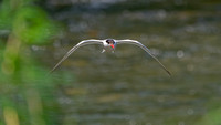 Sterne pierregarin - Common Tern - Sterna hirundo,Parc des rapides, Lasalle, Qc