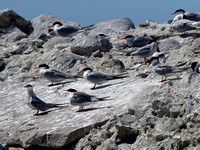 Sterne pierregarin - Common Tern - Sterna hirundo, Lac Saint-Pierre, Qc