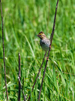 Bruant des prés - Savannah Sparrow - Passerculus sandwichensis, New-Richmond, Qc