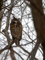 Grand-duc d'Amérique - Great Horned Owl - Bubo virgianus, Parc écologique des sources, Montréal, Qc