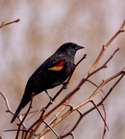 Carouge à épaulettes - Red-winged Blackbird - Agelaius Phoeniceus, Île Saint-Bernard, Chateauguay, Qc