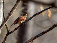 Bruant fauve - Fox Sparrow - Passerella iliaca, Cimetière Mont-Royal, Montréal, Qc