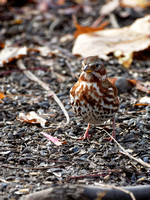 Bruant fauve - Fox Sparrow - Passerella iliaca, Cimetière Mont-Royal, Montréal, Qc