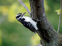 Pic chevelu - Hairy Woodpecker - Picoides villosus, Cimetière Mont-Royal, Montréal, Qc