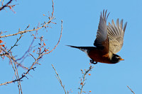 Merle d'Amérique - American Robin - Turdus migratorius, Cimetière Mont-Royal, Montréal, Qc