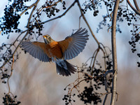 Merle d'Amérique - American Robin - Turdus migratorius, "Cimetière Mont-Royal, Montréal, Qc