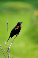 Carouge à épaulettes - Red-winged Blackbird - Agelaius Phoeniceus, Jardin botanique de Montréal, Qc