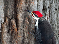 Grand Pic - Pileated Woodpecker - Dryocopus pileatus
