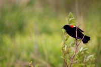 Carouge à épaulettes - Red-winged Blackbird - Agelaius Phoeniceus, Cooper's marsh, Lancaster, On