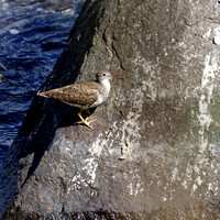 Chevalier grivelé - Spotted Sandpiper - Actitis macularius, Parc des rapides, Lasalle, Qc