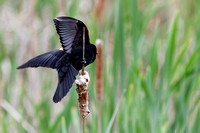 Carouge à épaulettes - Red-winged Blackbird - Agelaius Phoeniceus, Parc nature de l'île Bizard, Montréal, Qc