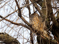 Grand-duc d'Amérique - Great Horned Owl - Bubo virgianus, Parc écologique des sources, Montréal, Qc