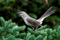 Moqueur polyglotte - Northern Mockingbird - Mimus polyglottos