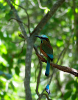 Motmot à sourcils bleus - Turquoise-browed Motmot - Eumomota superciliosa, Chichen Itza, Yucatan