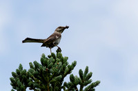 Moqueur polyglotte - Northern Mockingbird - Mimus polyglottos, Lasalle, Qc