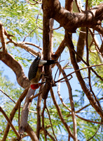 Pic à front doré - Golden-fronted Woodpecker - Melanerpes aurifrons, Parque ecologico del Poniente, Mérida, Yucatan