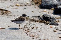 Bécasseau minuscule,Least Sandpiper,Calidris minutilla, Cape May, N.-J.