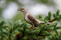 Moqueur polyglotte - Northern Mockingbird - Mimus polyglottos, Lasalle, Qc