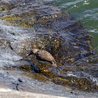 Chevalier grivelé - Spotted Sandpiper - Actitis macularius, Parc des rapides, Lasalle, Qc