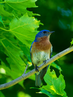 Merlebleu de l'est - Eastern Bluebird - Sialia sialis, Cimetière Mont-Royal, Montréal, Qc