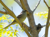 Bruant à couronne blanche - White-crowned Sparrow - Zonotrichia leucophrys, Parc de la frayère, Boucherville, Qc