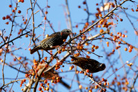 Étourneau sansonnet - European Starling - Sturnus vulgaris, Cimetière Mont-Royal, Montréal, Qc