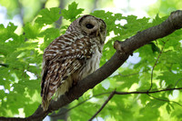Chouette rayée - Barred Owl - Strix varia, Parc nature de l'Île Bizard, Montréal, Qc