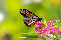 Papillons du sud du Québec - Southern Quebec butterflies