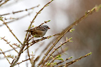 Bruant à couronne blanche - White-crowned Sparrow - Zonotrichia leucophrys, Cimetière Mont-Royal, Montréal, Qc