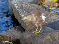 Bihoreau gris - Black-crowned Night-Heron - Nyticorax nyticorax, Parc des rapides, Lasalle, Qc