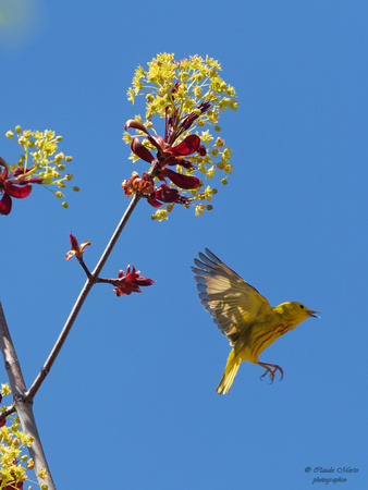 Paruline jaune - Yellow Warbler - Dendroica petechia, Parc de la frayère, Boucherville, Qc