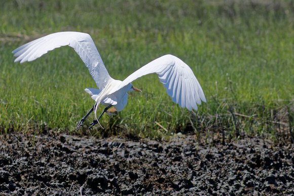 Grande aigrette, Great Egret, "Ardea alba", Cape May, N.-J.