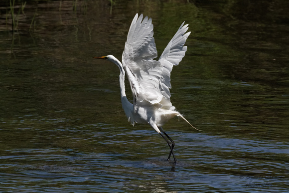 Grande aigrette Great Egret - Parc des rapides, Lasalle, Qc