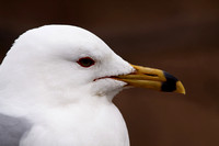 Goéland à bec cerclé - Ring-billed Gull - Larus delawarensis