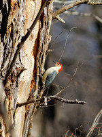 Pic à ventre roux - Red-bellied Woodpecker - Melanerpes carolinus, Île Saint-Bernard, Chateauguay, Qc