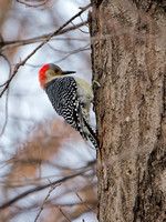 Pic à ventre roux - Red-bellied Woodpecker - Melanerpes carolinus, Cimetière Mont-Royal, Montréal, Qc